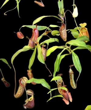 Bestand:Nepenthes algemeen01.jpg
