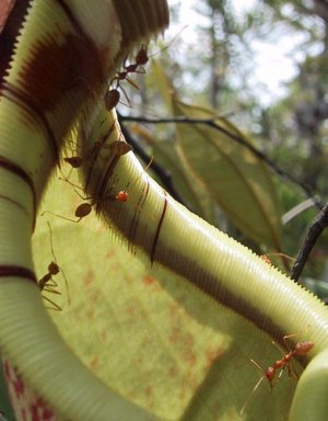 Bestand:Nepenthes algemeen02.jpg