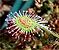 Drosera rotundifolia02.jpg