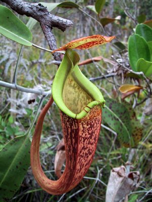 Bestand:Nepenthes rafflesiana03.jpg