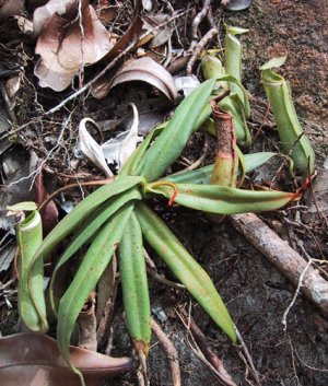 Bestand:Nepenthes albomarginata01.jpg