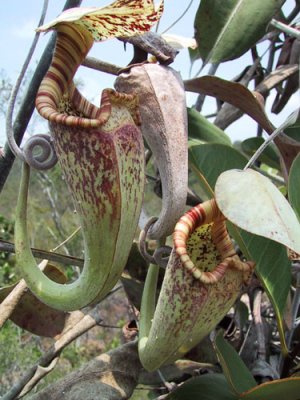 Bestand:Nepenthes rafflesiana01.jpg