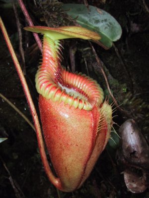 Bestand:Nepenthes villosa02.jpg