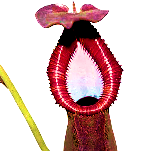 Nepenthes thumb01.png