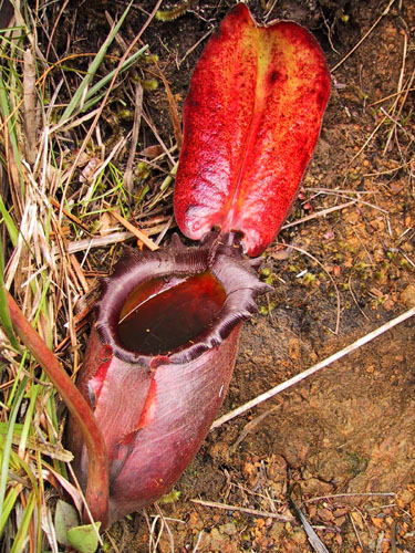 Bestand:Nepenthes rajah01.jpg