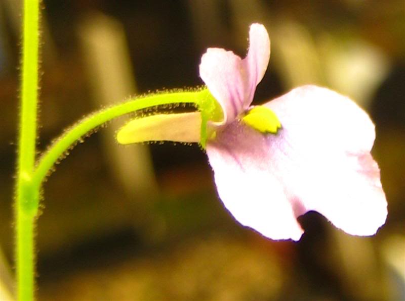 Bestand:Genlisea violacea Itacambira giant02.jpg