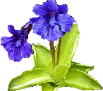 Pinguicula thumb01.png