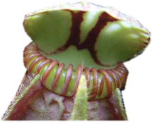 Cephalotus thumb01.png