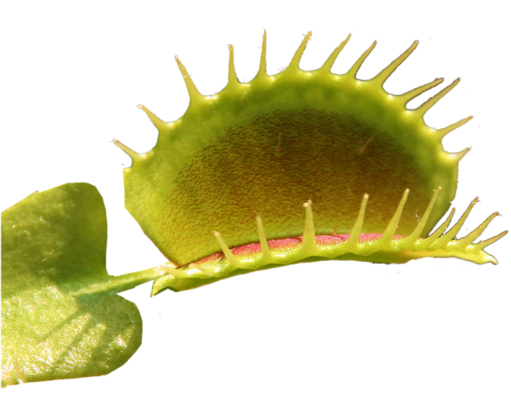 Dionaea thumb01.png