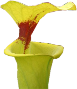 Sarracenia thumb01.png