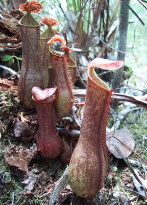Bestand:Nepenthes gracilis02.jpg