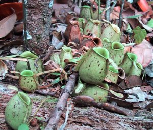 Bestand:Nepenthes ampullaria01.jpg