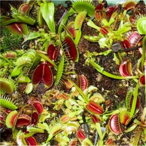 Bestand:Dionaea01.jpg