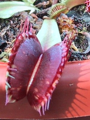 Bestand:Dionaea02.jpg