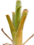 Brocchinia thumb01.png