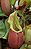 Nepenthes veitchii01.jpg