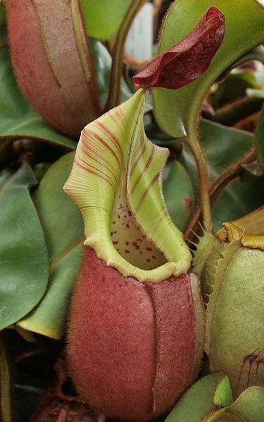 Bestand:Nepenthes veitchii01.jpg