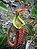 Nepenthes rafflesiana03.jpg