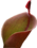 Heliamphora thumb01.png