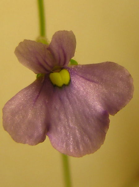 Bestand:Genlisea violacea Itacambira giant01.jpg
