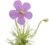 Byblis thumb01.png