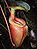 Nepenthes villosa02.jpg