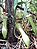 Nepenthes gracilis01.jpg