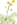 Utricularia thumb01.png