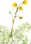 Utricularia thumb01.png