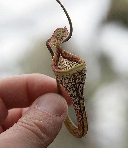 Bestand:Nepenthes vogelii03.jpg