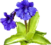 Pinguicula thumb01.png
