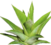 Catopsis thumb01.png