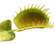 Dionaea thumb01.png