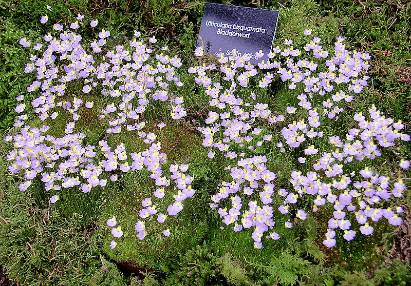 Bestand:Utricularia bisquamata01.jpg